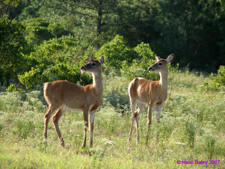 Deer3