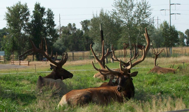 Elk