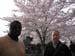 DC Cherry Blossoms 2008 -139