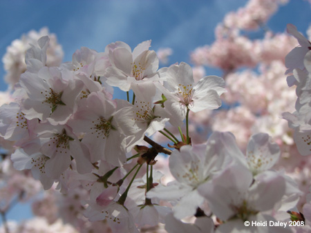 DC Cherry Blossoms 2008 -008