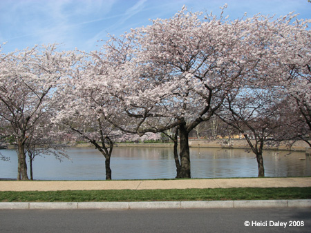 DC Cherry Blossoms 2008 -031