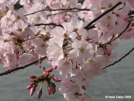 DC Cherry Blossoms 2008 -051