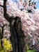 DC Cherry Blossoms 2008 -020