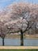 DC Cherry Blossoms 2008 -032