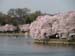 DC Cherry Blossoms 2008 -041