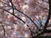 DC Cherry Blossoms 2008 -044