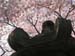 DC Cherry Blossoms 2008 -047