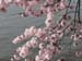 DC Cherry Blossoms 2008 -050