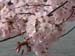 DC Cherry Blossoms 2008 -051