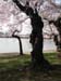 DC Cherry Blossoms 2008 -059