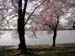 DC Cherry Blossoms 2008 -062