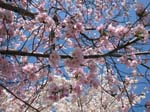 DC - Cherry Blossoms - 4-3-11 013
