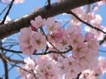 DC - Cherry Blossoms - 4-3-11 015
