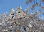 DC - Cherry Blossoms - 4-3-11 021