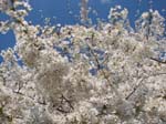 DC - Cherry Blossoms - 4-3-11 022