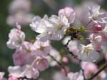 DC - Cherry Blossoms - 4-3-11 027