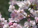 DC - Cherry Blossoms - 4-3-11 028