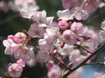 DC - Cherry Blossoms - 4-3-11 029