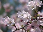 DC - Cherry Blossoms - 4-3-11 030