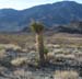 Flora - Tree Cactus