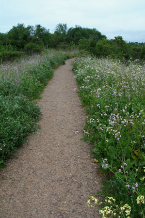 Marsh Path