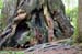 Tree Roots