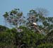 Birds 1