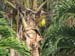 Coconuts