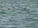 Dolphins 1