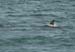 Dolphins 2