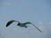 Seagull 1