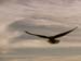 Seagull 11
