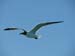 Seagull 3