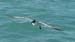 Seagull 4