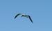Seagull 5