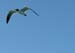Seagull 6