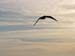 Seagull 8