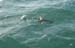 Shark 1 - 2