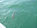 Shark 1 - 3