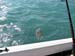 Trigger Fish 2