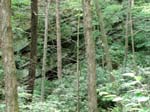 Lehigh Gorge -004-1