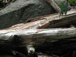 Lehigh Gorge -013