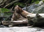 Lehigh Gorge -014