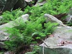 Lehigh Gorge -029