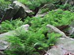 Lehigh Gorge -030