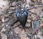 Lehigh Gorge -043-1