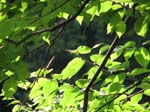 Lehigh Gorge -053