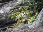Lehigh Gorge -065