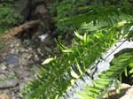 Lehigh Gorge -068