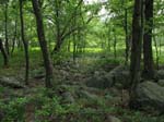 Lehigh Gorge -076